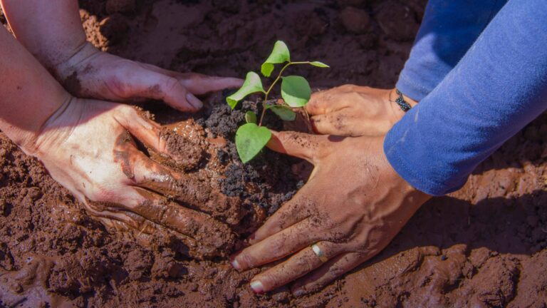 manos unidas sembrando un arbol 1